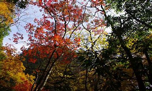 南江天气预报15天(南江天气预报15天查询)